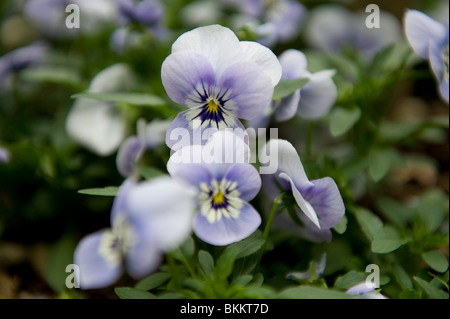 Viola e viola pansy fiori in un giardino urbano, London REGNO UNITO Foto Stock