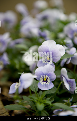 Viola e viola pansy fiori in un giardino urbano, London REGNO UNITO Foto Stock