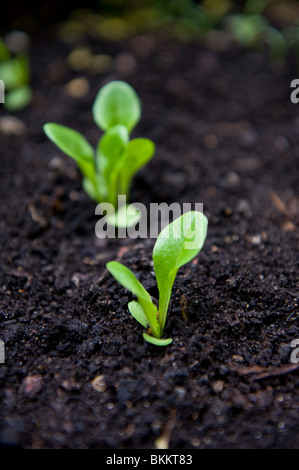 Baby gioiellino insalata di lattuga o di piante in un giardino urbano, London REGNO UNITO Foto Stock