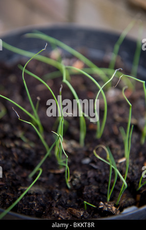 Molla di bambino o insalata cipolle che cresce in un vaso in un giardino urbano, London REGNO UNITO Foto Stock