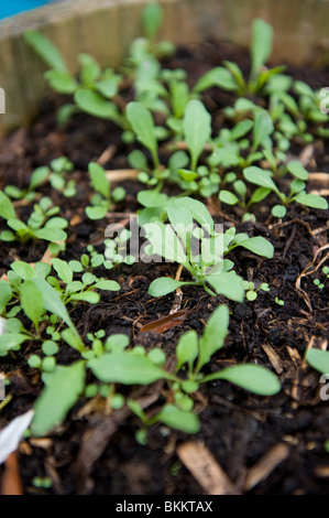 Baby Rocket erba o foglie di insalata cresciute da seme in un giardino urbano, London REGNO UNITO Foto Stock