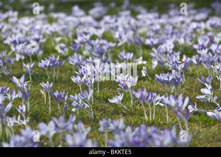 Blu pallido crochi in primavera sui prati del St Andrews Square Gardens a Edimburgo in Scozia Foto Stock