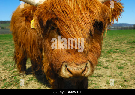 Giovane, rosso-marrone di Highland Bovini, Kyloe Foto Stock