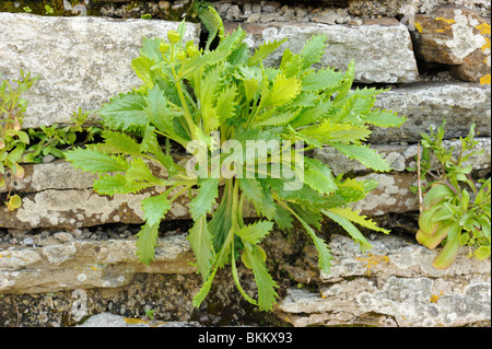 Oxford erba tossica, Senecio squalidus Foto Stock