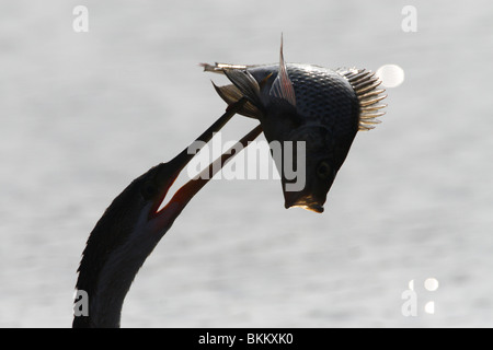 African darter con risparmiati da pesci, Kruger Park, Sud Africa Foto Stock