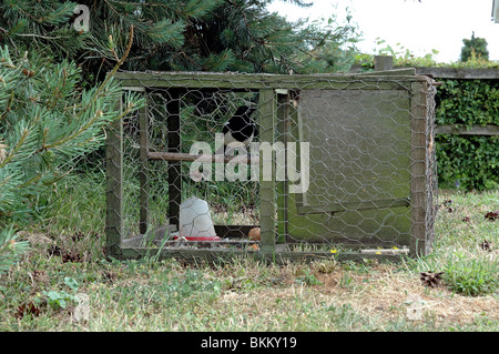 Gazza Pica pica utilizzato come esca nella trappola di Larsen Inghilterra Suffolk REGNO UNITO Foto Stock