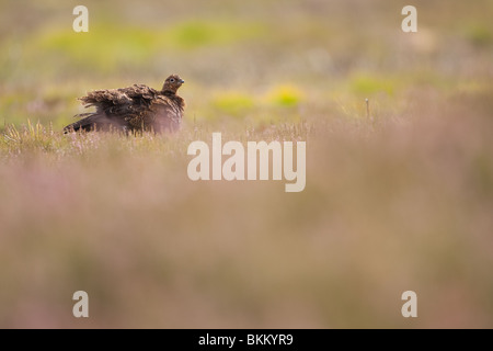 Red Grouse (Lagopus lagopus scotica) arricciatura le sue piume su una heather moorland nel Parco Nazionale di Cairngorms in Scozia Foto Stock