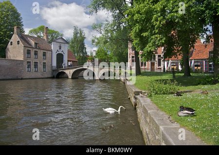 Architettura storica e cigni su l'acqua a Bruges, Belgio Foto Stock