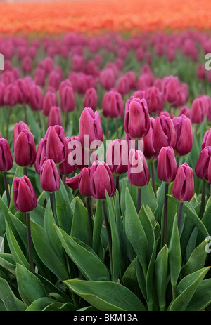 I tulipani in Skagit Valley durante l'annuale festival del tulipano Foto Stock