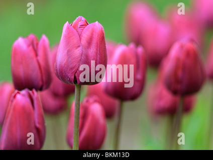 I tulipani in Skagit Valley durante l'annuale festival del tulipano Foto Stock