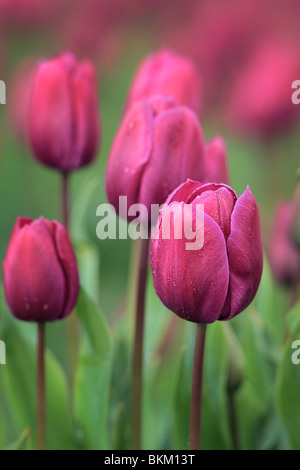 I tulipani in Skagit Valley durante l'annuale festival del tulipano Foto Stock