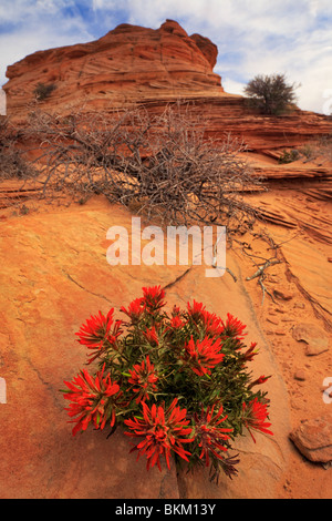 Deserto pennello fiori e formazioni rocciose in Vermiglio scogliere monumento nazionale, Arizona Foto Stock