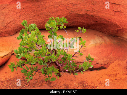 Le formazioni rocciose in Vermiglio scogliere monumento nazionale, Arizona Foto Stock