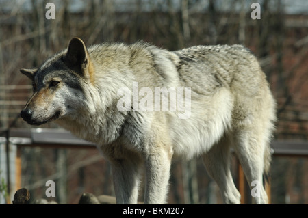 Un lupo grigio in piedi. Foto Stock