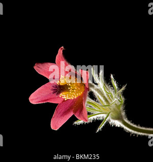 Red "pasque flower, Pulsatilla vulgaris rubra Foto Stock
