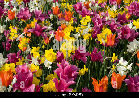 Bulbi di primavera tulipani e narcisi Foto Stock