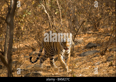 Maschio di tigre del Bengala, Panthera tigri, camminando attraverso la macchia, Ranthambore N P, India Foto Stock