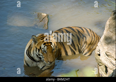 Tigre del Bengala rilassante mediante raffreddamento in acqua Kanha NP, India Foto Stock