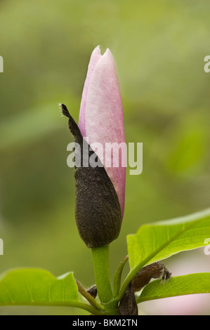 Bocciolo di Magnolia Heaven Scent apertura Foto Stock