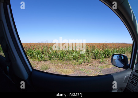 Campo di cereale Foto Stock