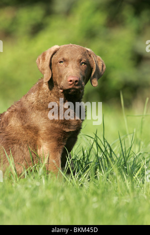 Chesapeake Bay Retriever cucciolo Foto Stock