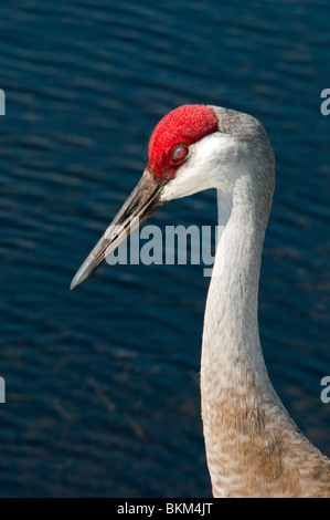 Florida Sandhill gru Foto Stock