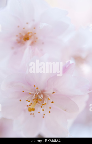 Giapponese di ciliegie o sakura che fiorisce in primavera in Giappone Foto Stock