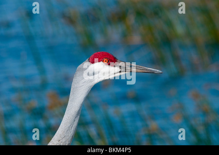 Florida Sandhill gru Foto Stock