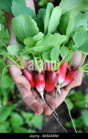 Un mazzetto di appena raccolto ravanelli nelle mani di un giardiniere femmina UK Foto Stock