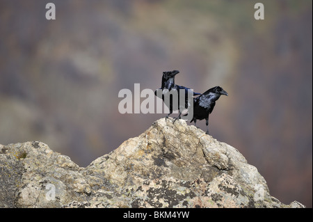 Coppia di corvi in piedi su una roccia Foto Stock