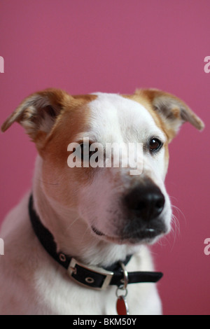 Un ritratto di un simpatico marrone e bianco cane, con un sfondo rosa. Foto Stock