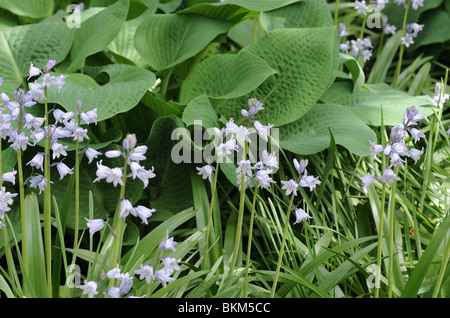 Spanish bluebells crescendo nel parco sul Rettore luogo in Battery Park City. Foto Stock