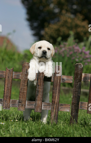 Il Labrador Retriever il cucciolo di recinzione Foto Stock