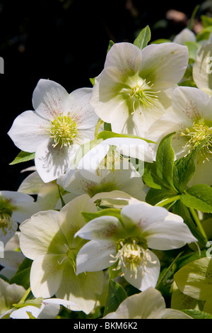 Helleborus Orientalis white Foto Stock