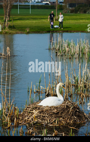 Un cigno covate oltre la sua isola reed nido nel mulino stagno a Skerries, County Dublin, Irlanda Foto Stock