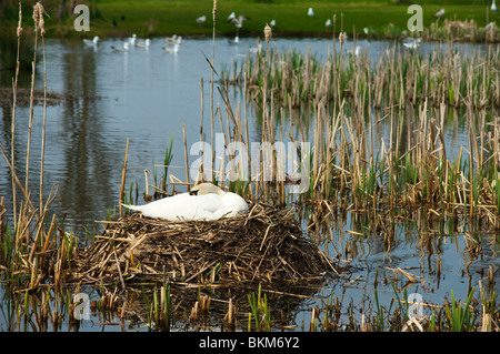 Un cigno covate oltre la sua isola reed nido nel mulino stagno a Skerries, County Dublin, Irlanda Foto Stock