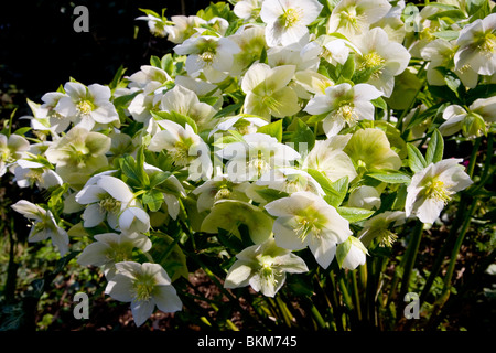 Helleborus Orientalis white Foto Stock