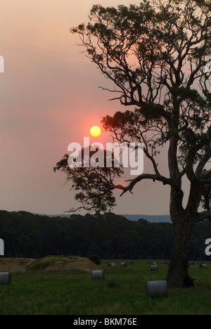 Tramonto australiano attraverso fumo bushfire Foto Stock