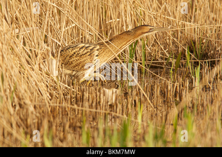 Eurasian tarabuso Foto Stock