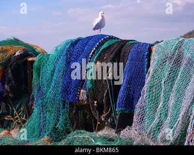 Aringa gabbiano su reti da pesca. prese a Cobb a Lyme Regis nel Dorset. Foto Stock