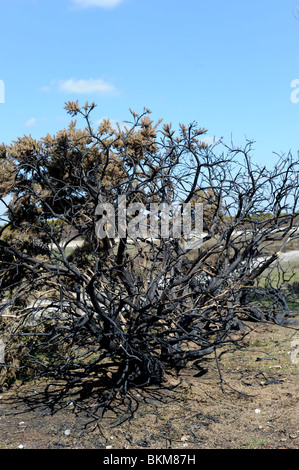 Gorse boccole nella nuova foresta che sono state soggette a combustione controllata, un sistema utilizzato per migliorare la qualità del pascolo. Foto Stock