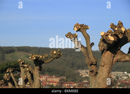 Pollarded alberi in Eastbourne, East Sussex, Inghilterra. Foto Stock