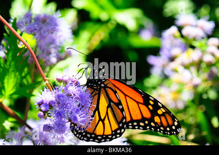 La Monarch alimentazione su un fiore Foto Stock