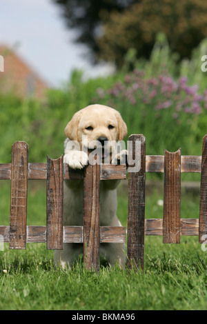 Il Labrador Retriever il cucciolo di recinzione Foto Stock