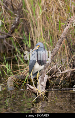 Airone tricolore (Egretta tricolore) rovistando in Everglades. Foto Stock