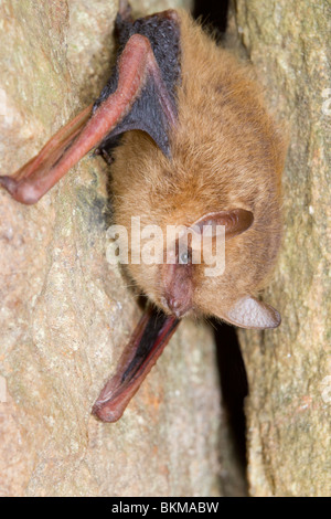 Tri-bat colorati o orientale (pipistrelle Pipistrellus [Perimyotis] subflavus), Georgia, Stati Uniti d'America. Foto Stock