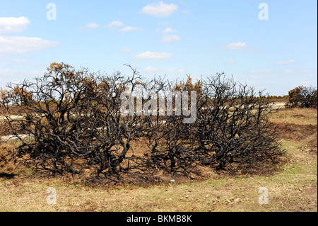 Gorse boccole nella nuova foresta che sono state soggette a combustione controllata, un sistema utilizzato per migliorare la qualità del pascolo Foto Stock