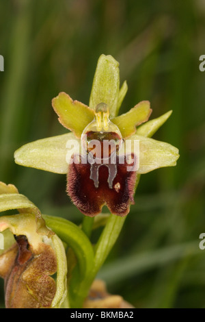 Inizio spider orchid. Ophrys sphegodes, Dancing ledge, Dorset. Maggio. Foto Stock