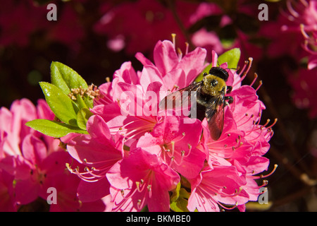 Primo piano di ape su Azelea in Glencairn giardino in collina della roccia Carolina del Sud Foto Stock