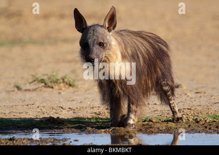 Un marrone iena (Hyaena brunnea) a waterhole, Kgalagadi Parco transfrontaliero, Sud Africa Foto Stock